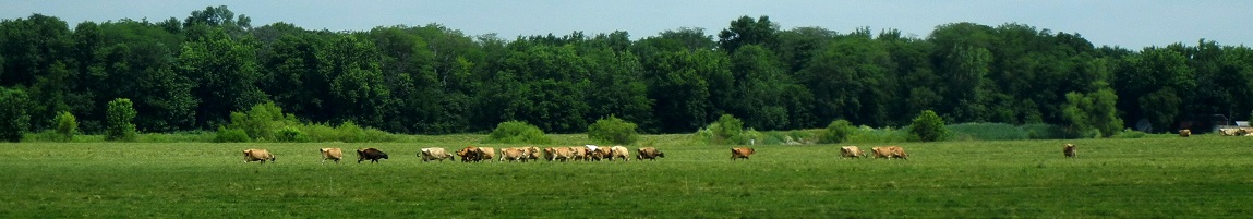 Jersey Cows Grazing at Kilgus' Farm